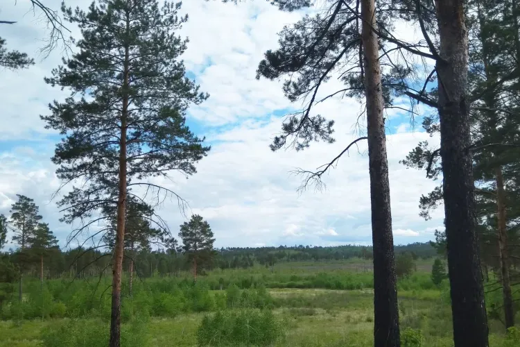 Пошел с семьей за грибами, а вернулся с коноплей: амурчанин вынес из леса наркотик и лишился автомобиля