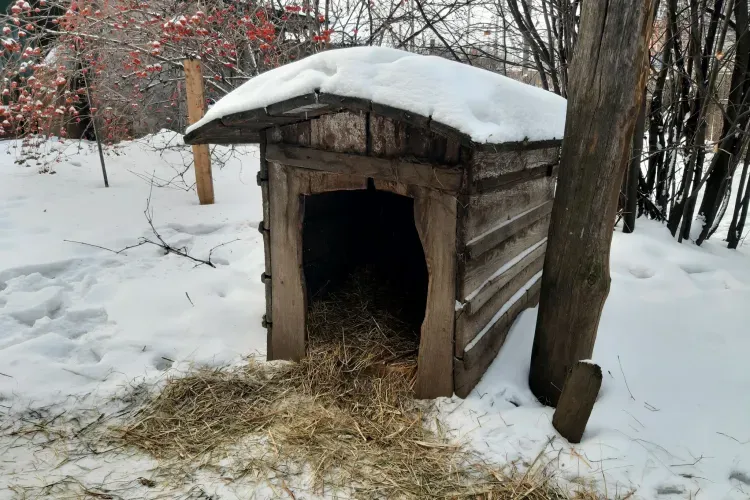 Ротвейлера на полицейских направил житель Приамурья