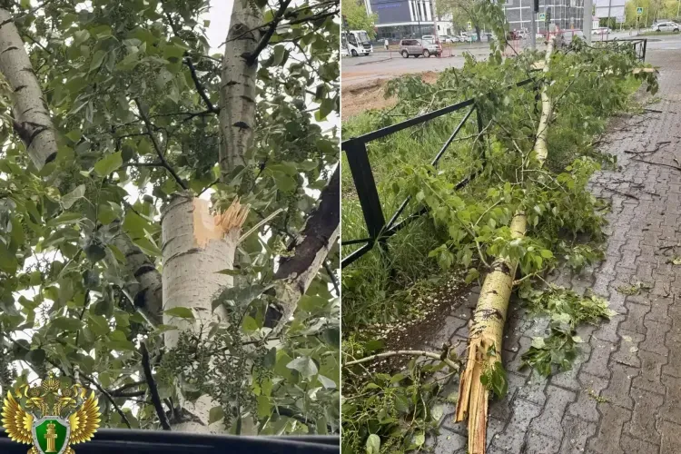 Дерево упало на подростка в Благовещенске, ребенок в больнице