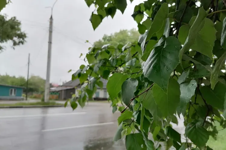 Дожди будут заливать Приамурье в июле