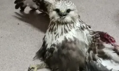 Хищную птицу спасли от собак в Белогорске