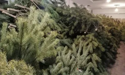 37 елей и сосен незаконно срубили амурчане перед Новым годом