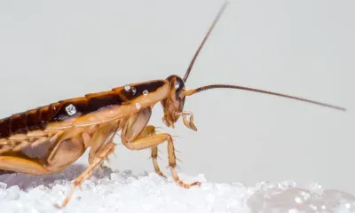 Нашествие тараканов ожидает россиян в феврале, предупредили в Роспотребнадзоре