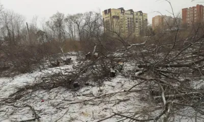В Благовещенске неизвестные вырубили деревья в роще на набережной