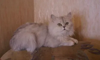 Ермилов день по народному календарю отмечают 26 января