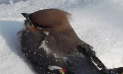 Жительница Благовещенска просит амурчан помочь свиристелям в морозы