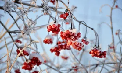 Сильные морозы в центре и на юге Амурской области сохранятся до февраля