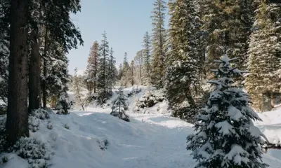 Макарьев день по народному календарю отмечают 1 февраля