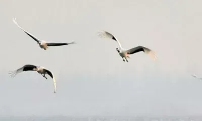 Китайский профессор отыскал японского журавля из Архаринского района