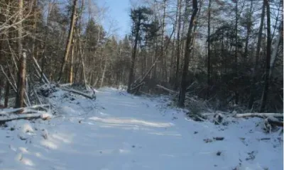 Лес в Амурской области вырубили на месте геологоразведочных работ без разрешения