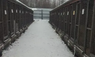 Приюту для бездомных собак в Тындинском районе требуется доработка