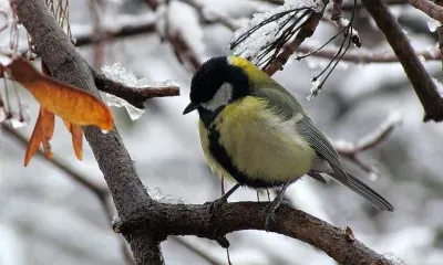 Без осадков, до 8 градусов мороза: погода 9 февраля в Благовещенске