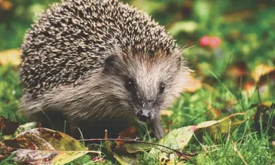Кошки, ежи и кролики могут распространять новые коронавирусы