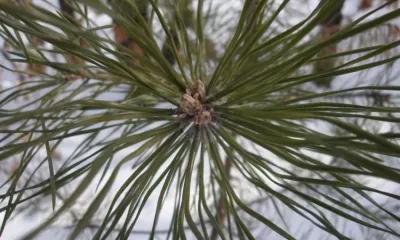 Без осадков, до 9 градусов мороза: погода 20 февраля в Благовещенске