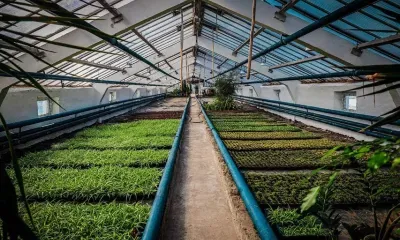 Новые сорта петунии, тагетиса и бегонии украсят Благовещенск летом