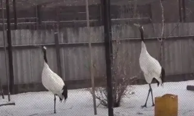 Японских журавлей, ожидающих весну, показали в амурском парке (видео)