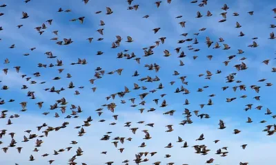 Порфирия Позднего по народному календарю отмечают 11 марта