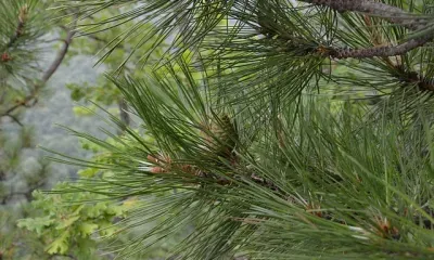 Василия Капельника по народному календарю отмечают 13 марта