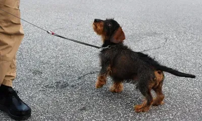 Жители Благовещенска выберут участки для выгула и дрессировки собак