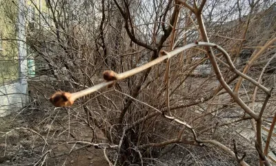 Ветрено, до 12 градусов тепла: погода 14 марта в Благовещенске
