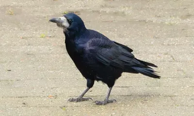 Герасима Грачевника по народному календарю отмечают 17 марта