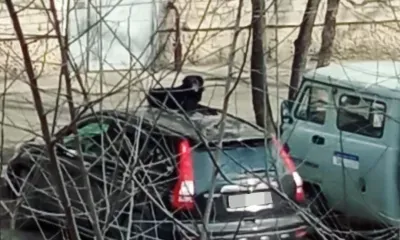 Бездомный пес в Свободном прославился из-за "кошачьих повадок"