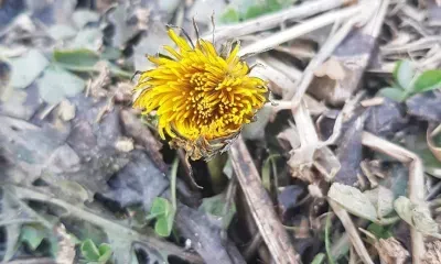 Первые одуванчики расцвели в Амурской области в этом году