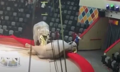 Слоны подрались на арене цирка во время представления в Казани