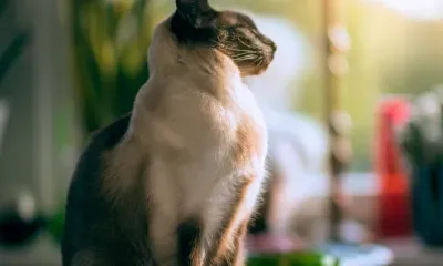 Гидрометцентр пообещал Амурской области "настоящую теплынь"