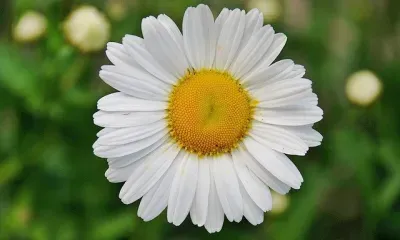 Всемирный день борьбы с туберкулезом отмечают 24 марта