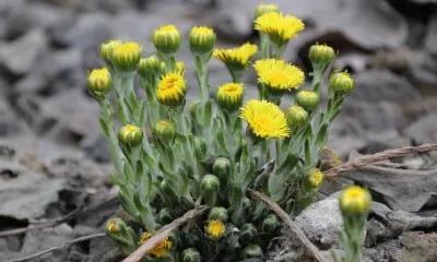 Кирилла - Дери полоза по народному календарю отмечают 31 марта