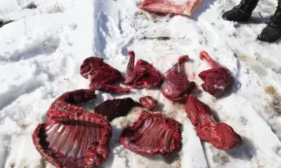 Вездеход браконьеров в Зейском районе заметили с воздуха