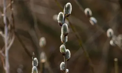 Без осадков, до 6 градусов тепла: погода 8 апреля в Благовещенске