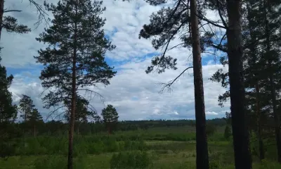 Василий Орлов заявил, что пострадавший от огня лесной фонд восстановят по проекту