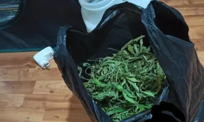 Амурчанин развернул производство растительных наркотиков на дому