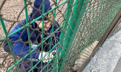 Собаку, застрявшую между заборами, освободили спасатели из Благовещенска