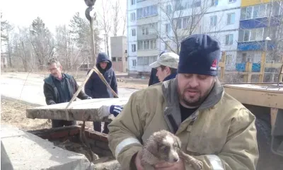 Спасатели вытащили щенка из теплотрассы в Магдагачах, убрав колодец
