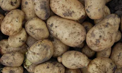 Амурский ученый дал советы огородникам по работам на майских праздниках