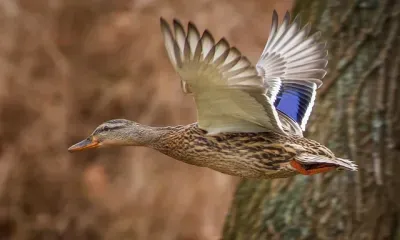 Диких уток отстрелили браконьеры в Магдагачинском районе