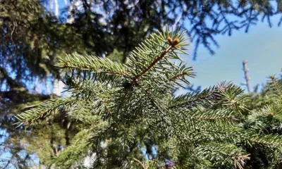 Без осадков, ветрено: погода 1 мая в Благовещенске