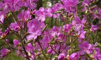 Без осадков, северный ветер: погода 7 мая в Благовещенске