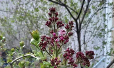 Облачно, слабый ветер: погода 14 мая в Благовещенске