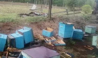 Медведи разграбили ульи пасеки, принадлежащей храму в Зее