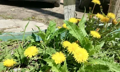 Облачно и ветрено: погода 5 июня в Благовещенске