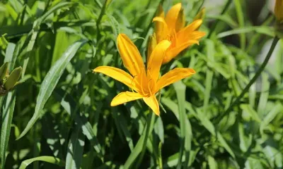 Без осадков, до 23 градусов тепла: погода 6 июня в Благовещенске