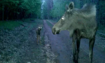 Детеныш появился у лосей, обитающих под присмотром в Благовещенском районе
