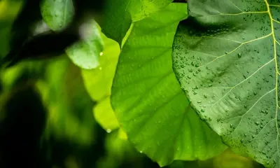 Небольшой дождь, слабый ветер: погода 13 июня в Благовещенске