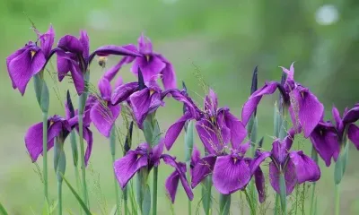 Без осадков, до 30 градусов тепла: погода 14 июня в Благовещенске