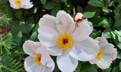 Переменная облачность, до 28 градусов тепла: погода 16 июня в Благовещенске