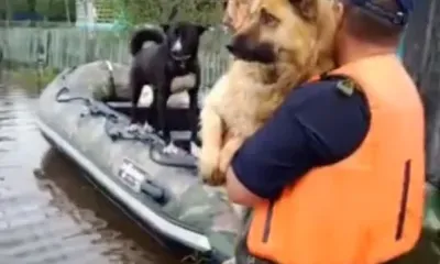 Спасатели эвакуируют животных из амурских сел, попавших под паводок